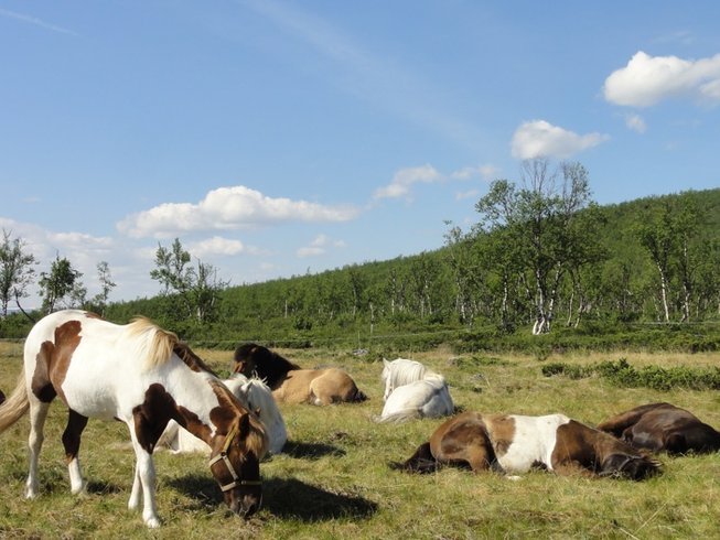 Ofelas Islandshästar in Sweden