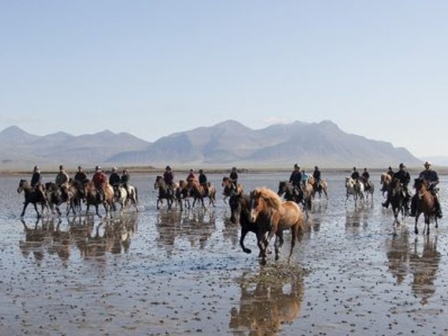 Íslandshestar in Iceland