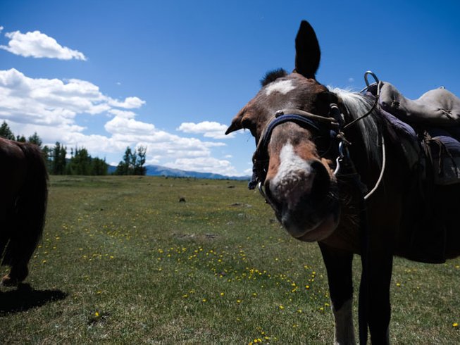 mongoliahorseriding